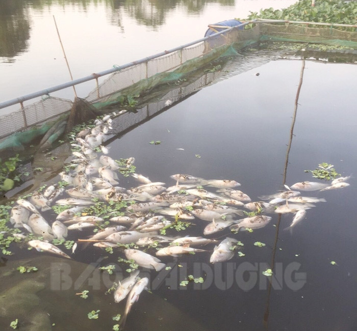 Xuất hiện cá chết rải rác trên sông Hương đoạn xã Quyết Thắng 